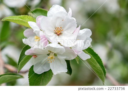 Beautiful blooming apple tree in spring 22733736