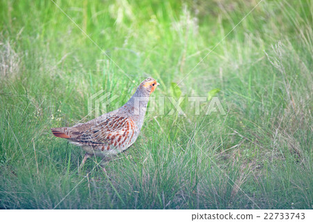 Grey partridge or Perdix in steppe Grey partridge or Perdix in steppe 22733743