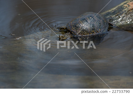 European pond turtle or Emys orbicularis 22733790