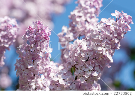 Bunch of lilac flower 22733802