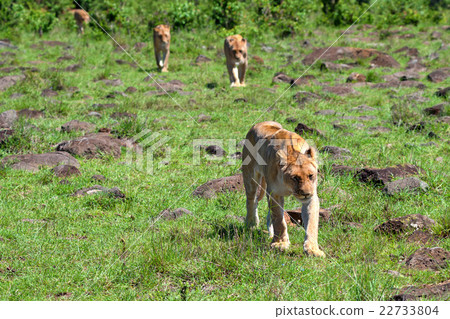 Lions pride in savanna 22733804