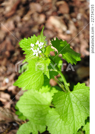 Garlic mustard (Alliaria petiolata) Garlic mustard (Alliaria petiolata) 22734193