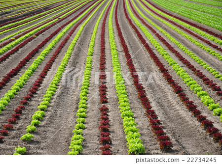 Lettuce field Lettuce field 22734245