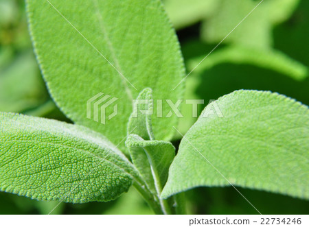 Sage (Salvia officinalis) Sage (Salvia officinalis) 22734246
