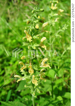 Sticky sage (Salvia glutinosa) Sticky sage (Salvia glutinosa) 22734247