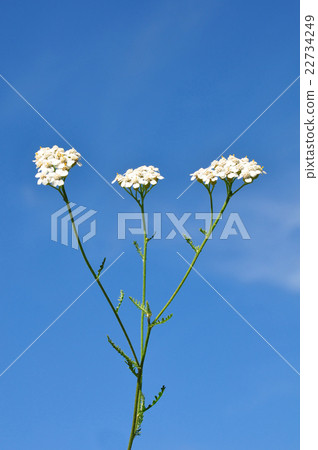 Yarrow (Achillea millefolium) Yarrow (Achillea millefolium) 22734249