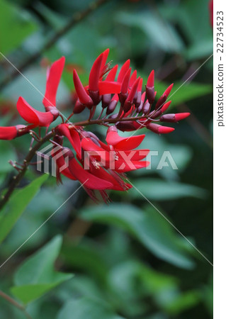 Coral paulownia crabgrass flower language is "dream" Coral paulownia crabgrass flower language is "dream" 22734523