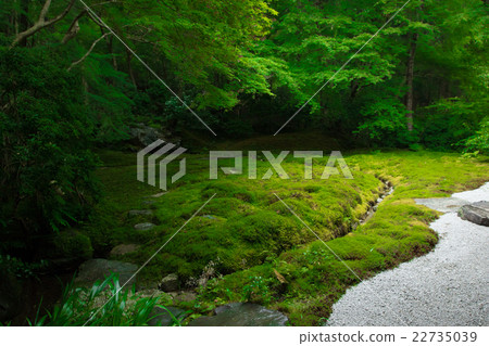 Shoot a new record of Rurikoin in Sakyo-ku, Kyoto-shi Shoot a new record of Rurikoin in Sakyo-ku, Kyoto-shi 22735039