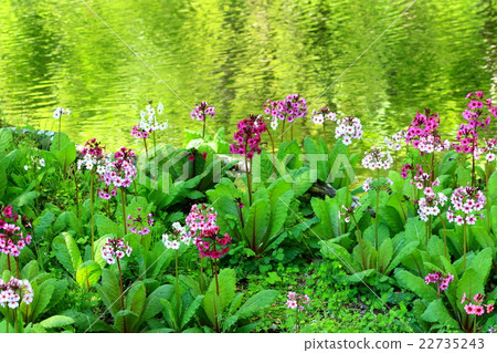 On the banks of Clinchows 22735243