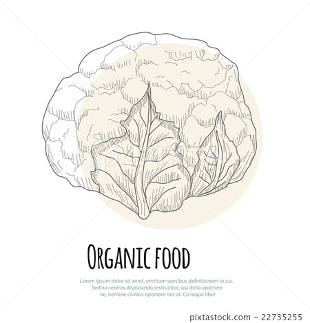 Hand drawn cauliflower over white background 22735255