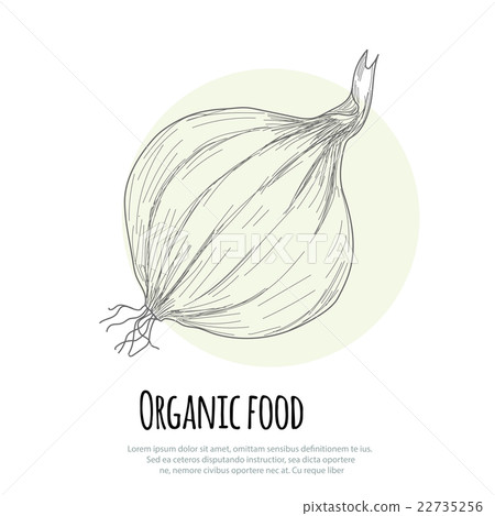 Hand drawn onion over white background 22735256