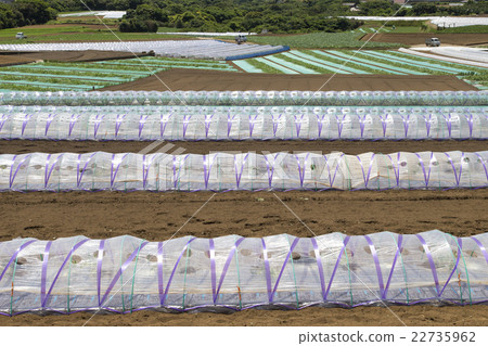 Miura · early summer field 22735962