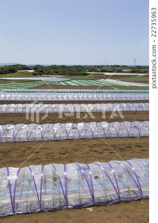 三浦·初夏場 三浦·初夏場 22735963