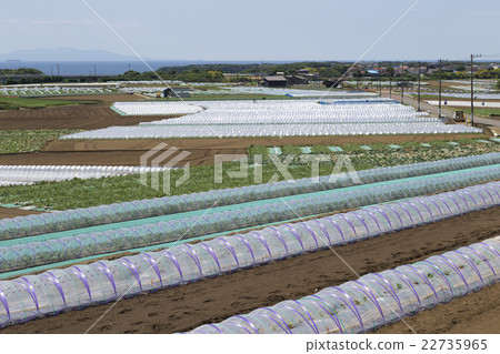 Miura · early summer field 22735965