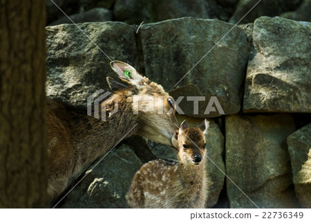 Yaku deer baby and mother Yaku deer baby and mother 22736349