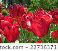 Crimson tulip 22736371