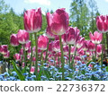 Purple ornate tulip 22736372