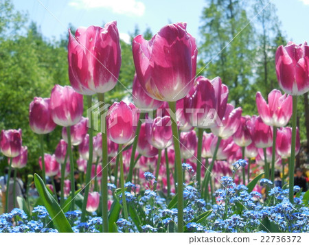 Purple ornate tulip 22736372