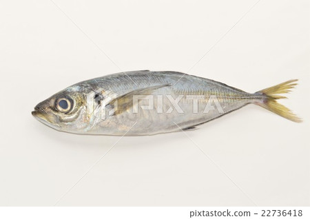 True Agile White Background True Agile White Background 22736418