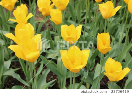 Tulip Tulip 22736419