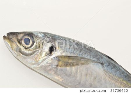 True Agile White Background 22736420