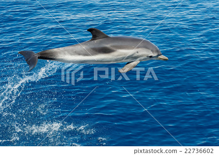 Dolphins while jumping in the deep blue sea 22736602