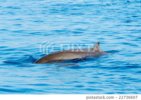 Rare Goose Beaked whale Ziphius cavirostris Rare Goose Beaked whale Ziphius cavirostris 22736607