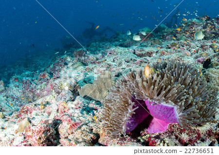 Clown fish inside pink purple anemone with scuba 22736651
