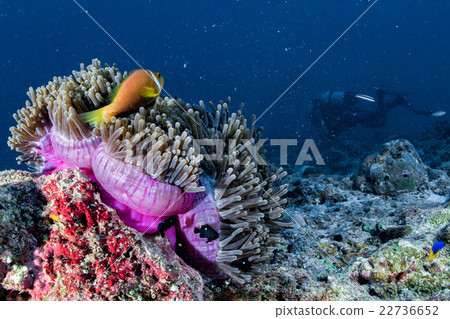 Clown fish inside pink purple anemone with scuba  22736652