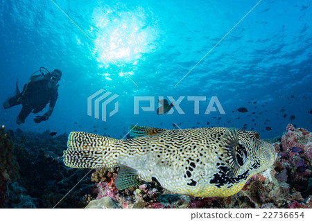 Giant oceanic Box puffer fish underwater portrait 22736654