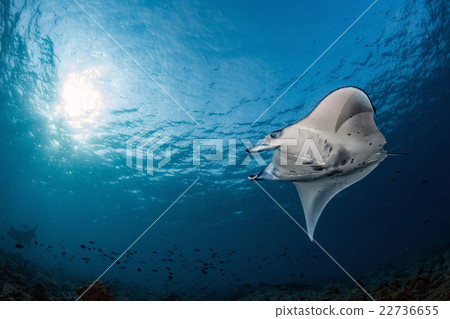 Manta in the blue background swiimming close Manta in the blue background swiimming close 22736655