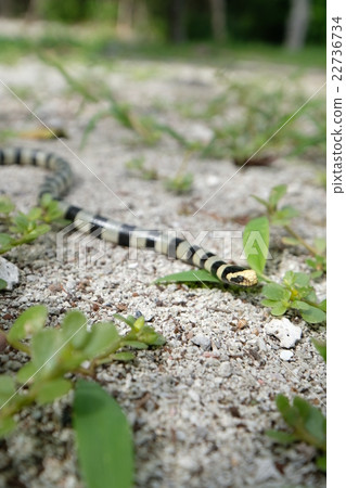 New caledonian sea snake 22736734