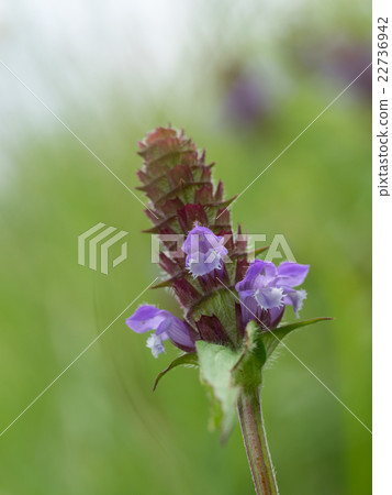 Autobiote Utsubagusa 22736942