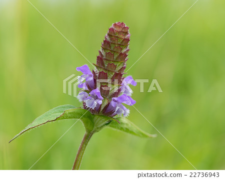 Autobiote Utsubagusa 22736943