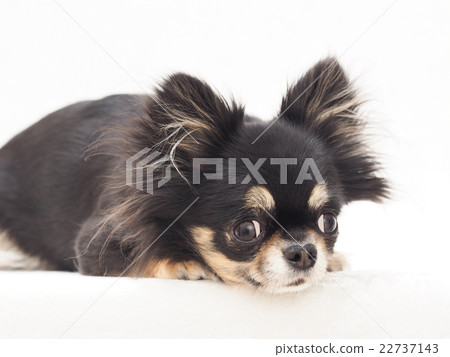 Chihuahua to face down 22737143