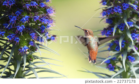Hummingbird hovering Hummingbird hovering 22737178