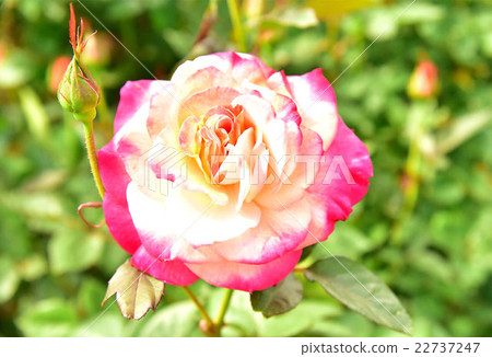 Cute flower 22737247