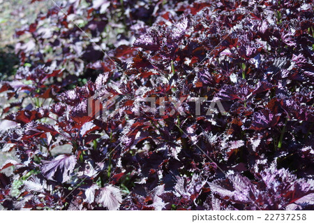 Shozo Shiso Tilimensiso鮮花的語言是“力量復興” 22737258