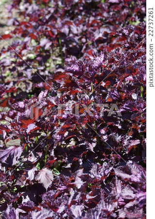Shozo Shiso Tilimensiso The language of flowers is "the power revives" 22737261