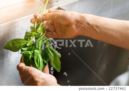 Male hands washing basil. Male hands washing basil. 22737461