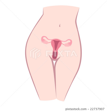 structure of the uterus 22737907