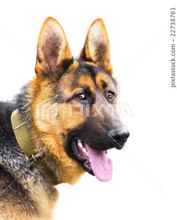 dog breed German Shepherd dog breed German Shepherd 22738761