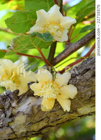 Kiwi fruit flowers in full bloom Kiwi fruit flowers in full bloom 22738876