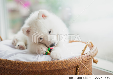 siberian husky puppy lying in a basket 22739530