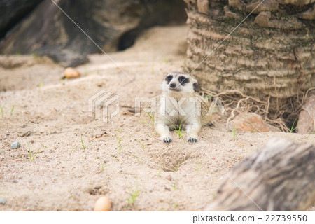 Close up of meerkat Close up of meerkat 22739550