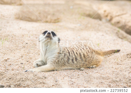 Close up of meerkat 22739552