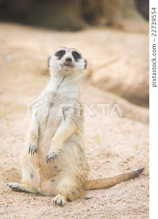Close up of meerkat 22739554
