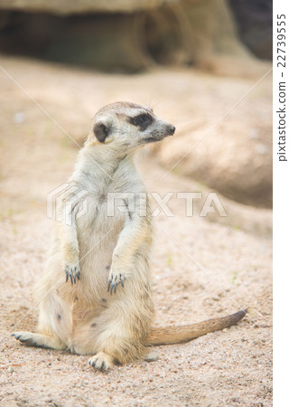 Close up of meerkat Close up of meerkat 22739555