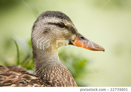 Female Duck Profile With Green Plantlife in the Female Duck Profile With Green Plantlife in the 22739801