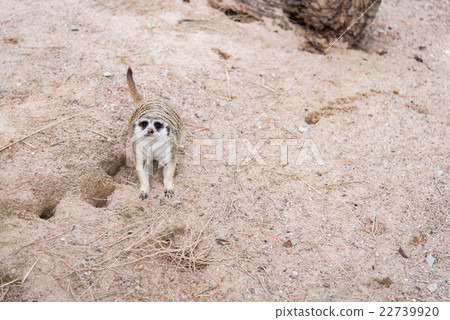 Close up of meerkat 22739920